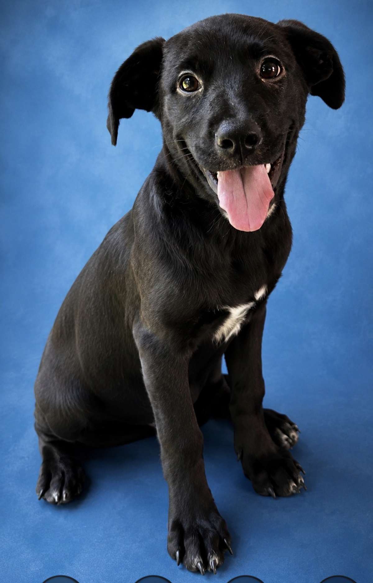 APPLE TOAST - Labrador Retriever / Boxer available for adoption