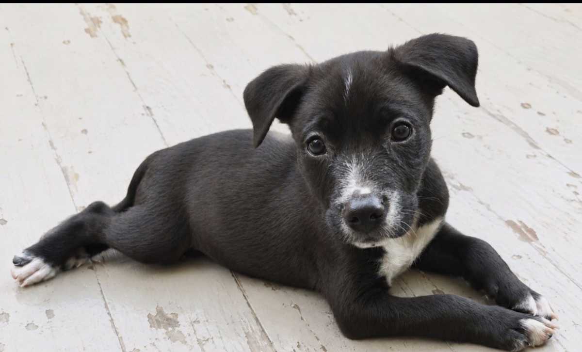 SPARKY~ADOPTED! - Labrador Retriever / Boxer available for adoption