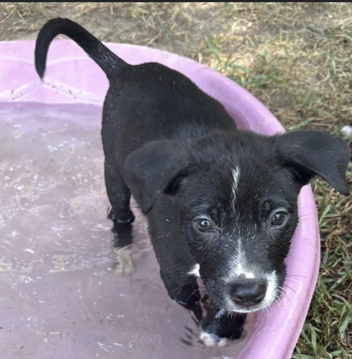 SPARKY~ADOPTED! - Labrador Retriever / Boxer available for adoption