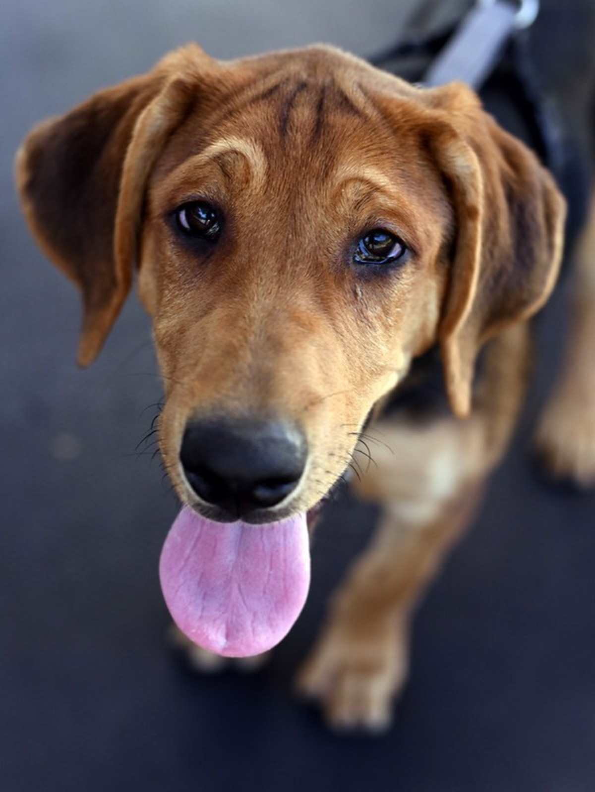 BOWSER - Hound (Unknown Type) available for adoption