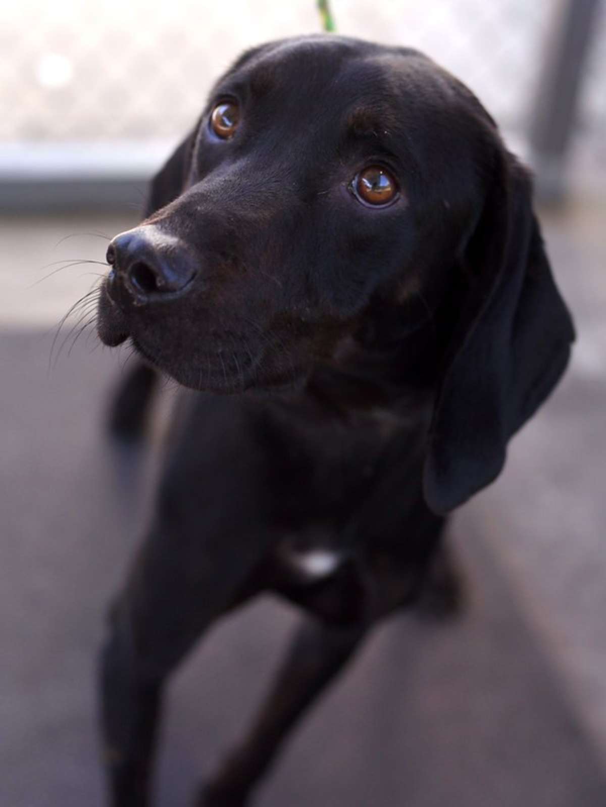 GOOMBA - Hound (Unknown Type) available for adoption
