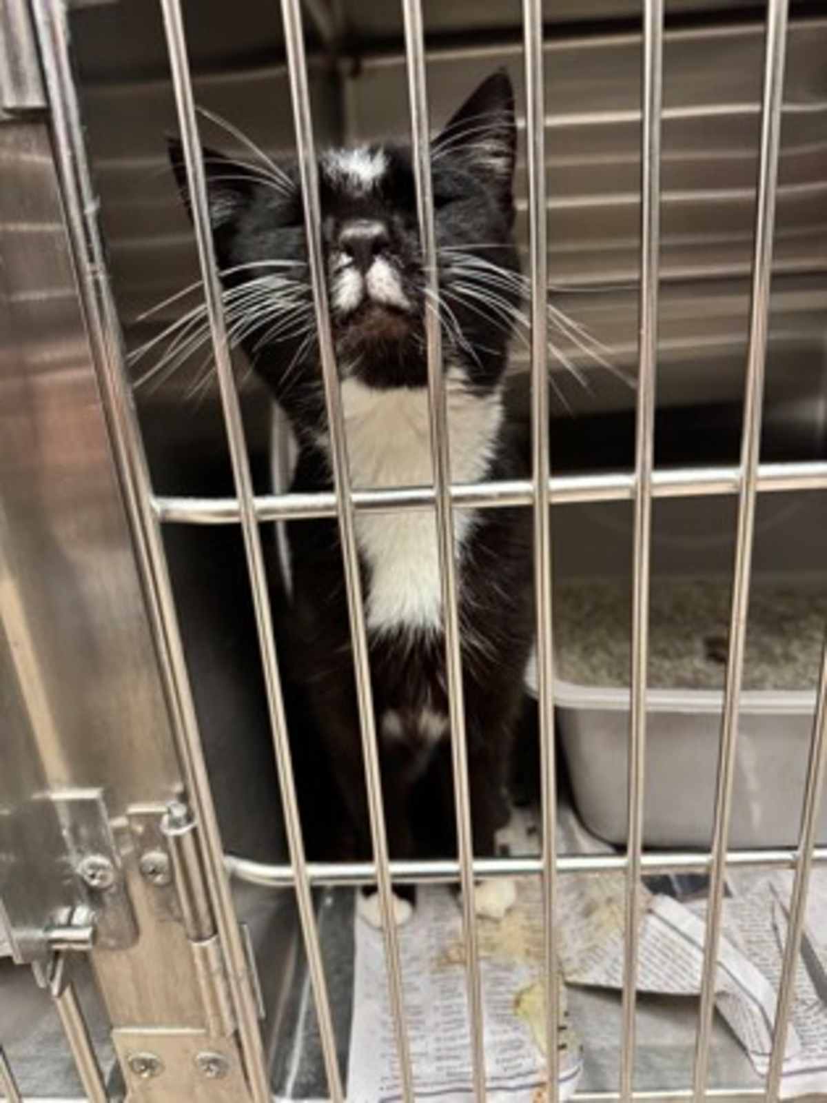 KENNY CHESNEY - Domestic Shorthair available for adoption