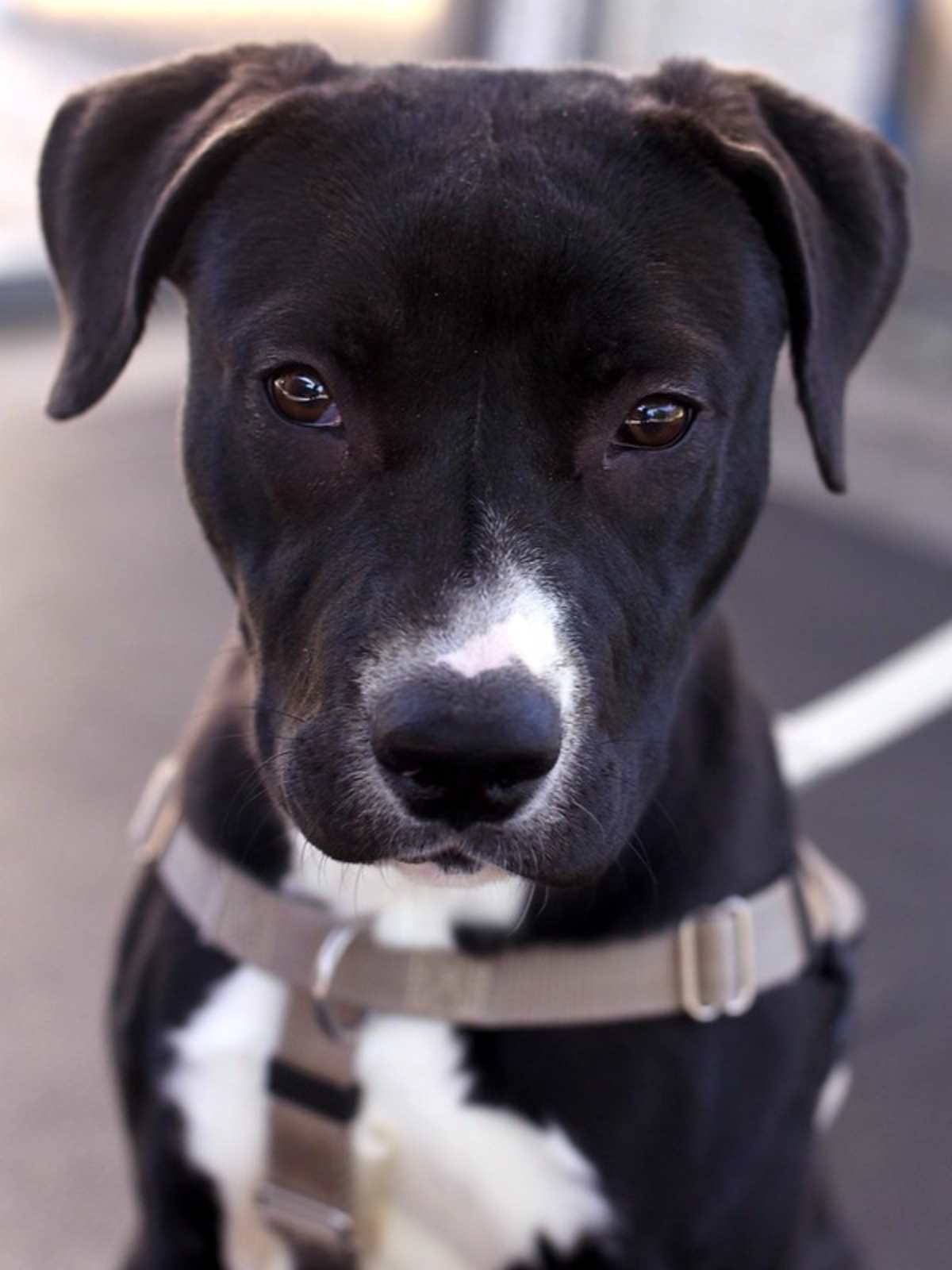 LITE BRITE - American Pit Bull Terrier available for adoption