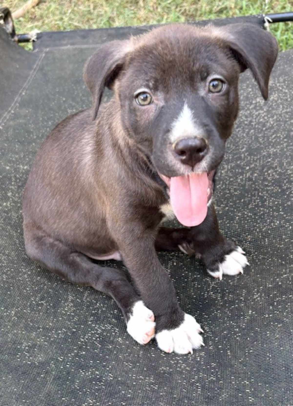 BOSS ~ MEET ME! - Labrador Retriever / American Staffordshire Terrier available for adoption