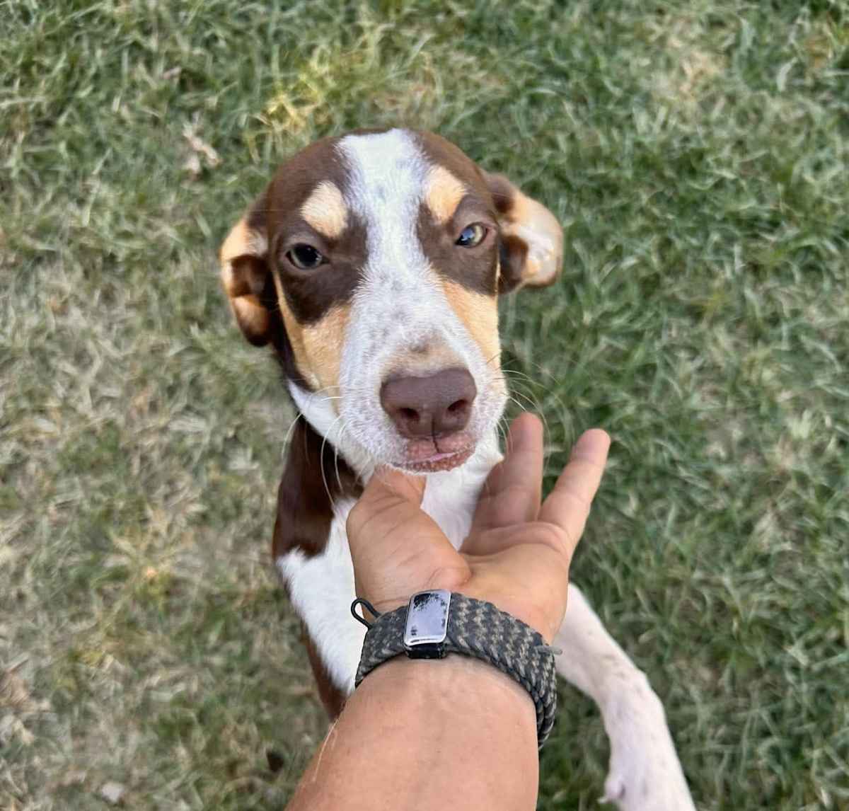 ALICE - Beagle / Rat Terrier available for adoption