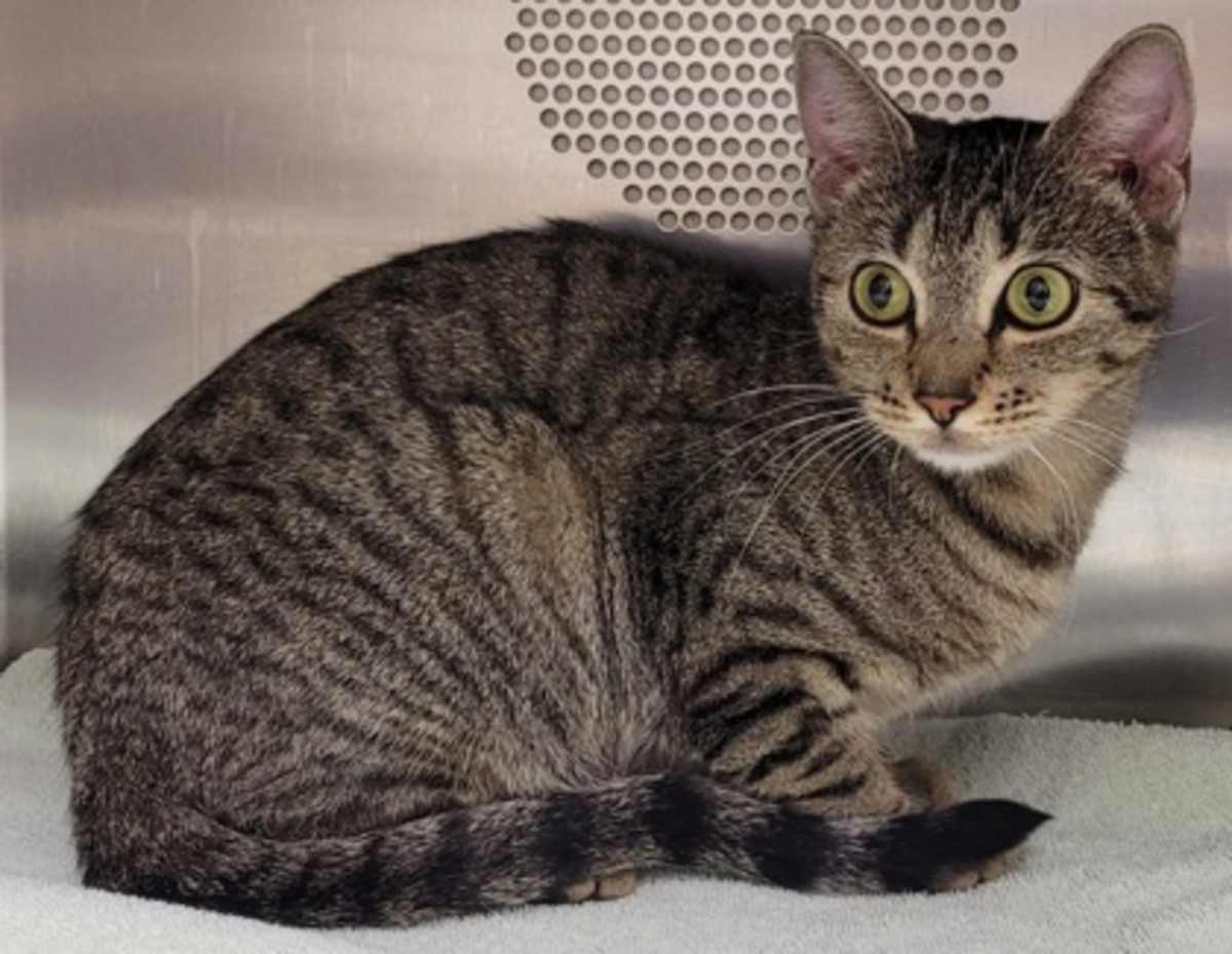 ARWEN - Domestic Shorthair available for adoption