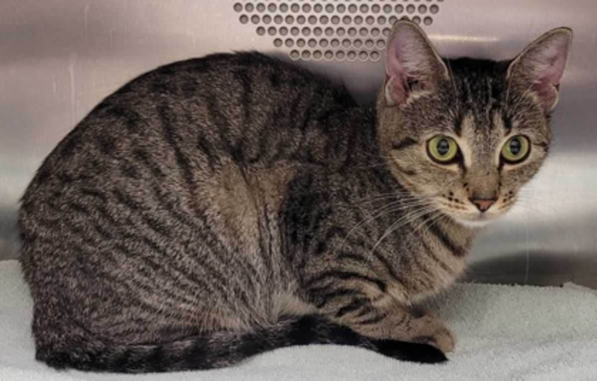 ARWEN - Domestic Shorthair available for adoption