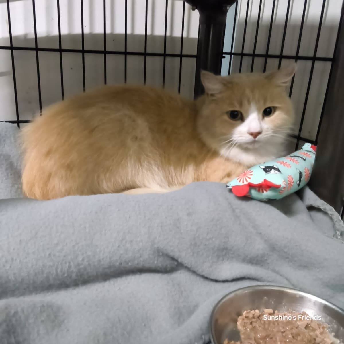 FLUFFY BUFFY BOY (FBB) - Domestic Mediumhair available for adoption