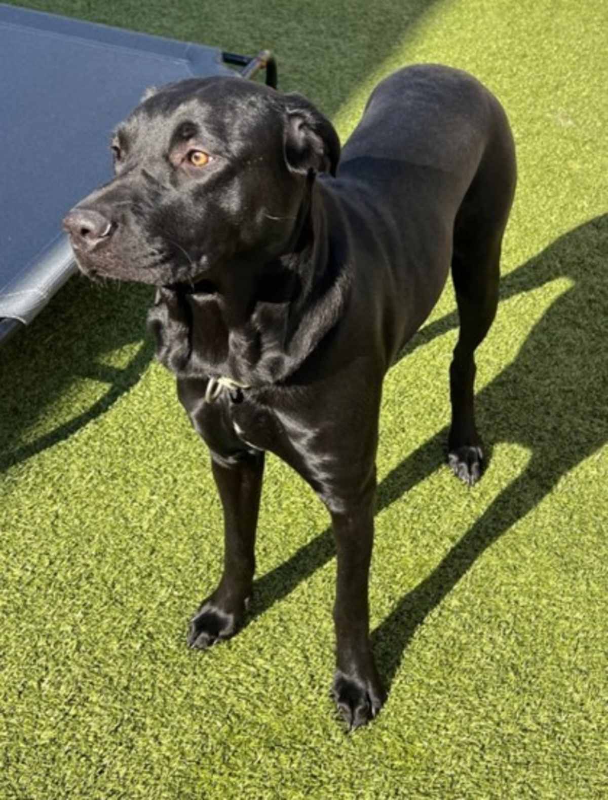 AZURE - Mixed Breed (Medium) available for adoption