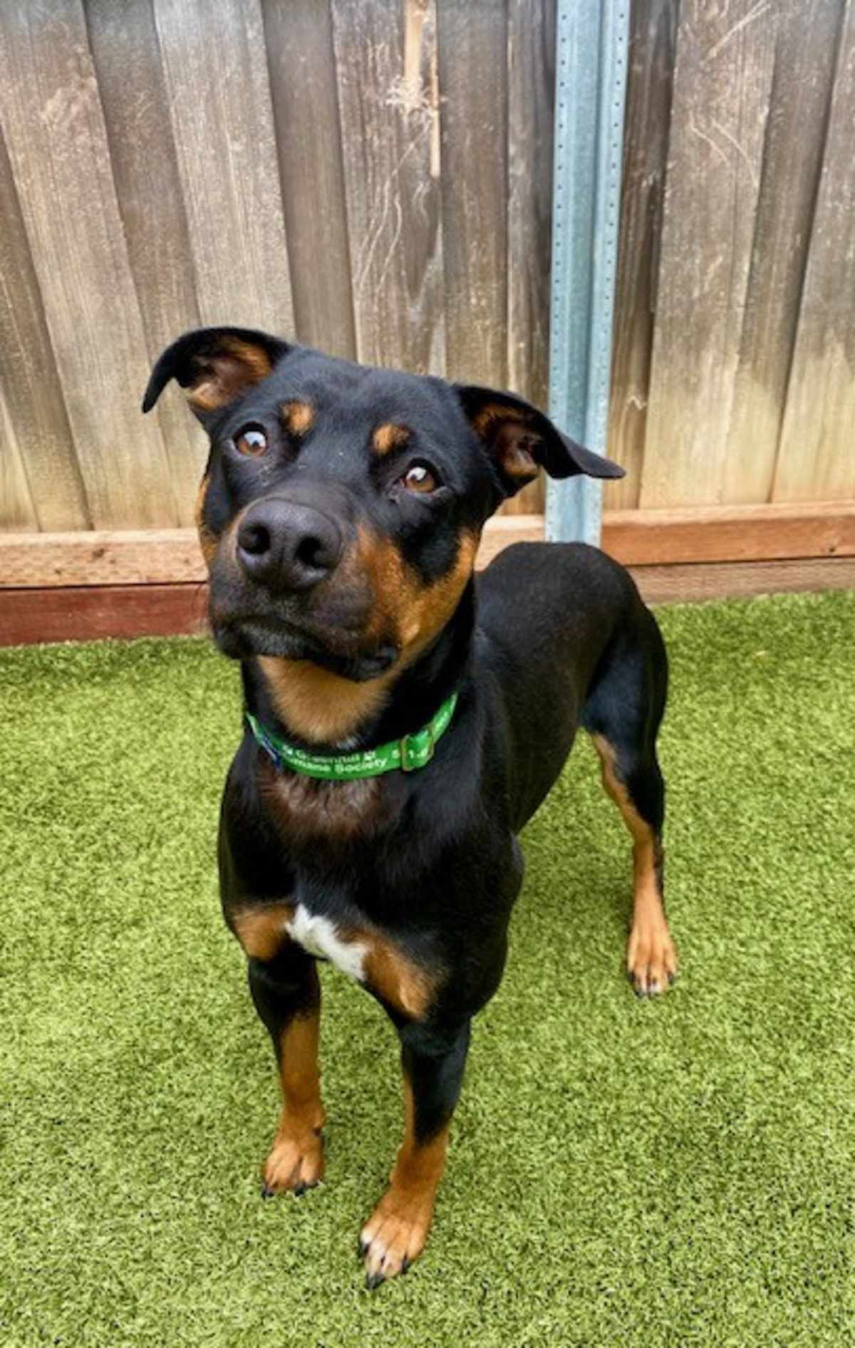 BUTTERS - Mixed Breed (Medium) available for adoption