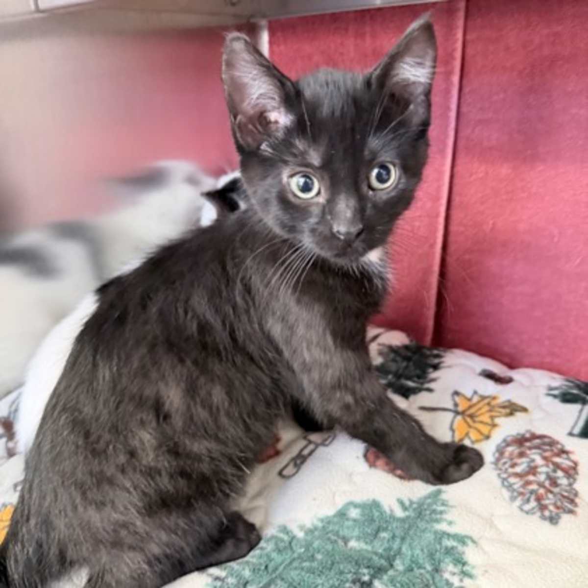 LAZY DOG - Domestic Shorthair available for adoption