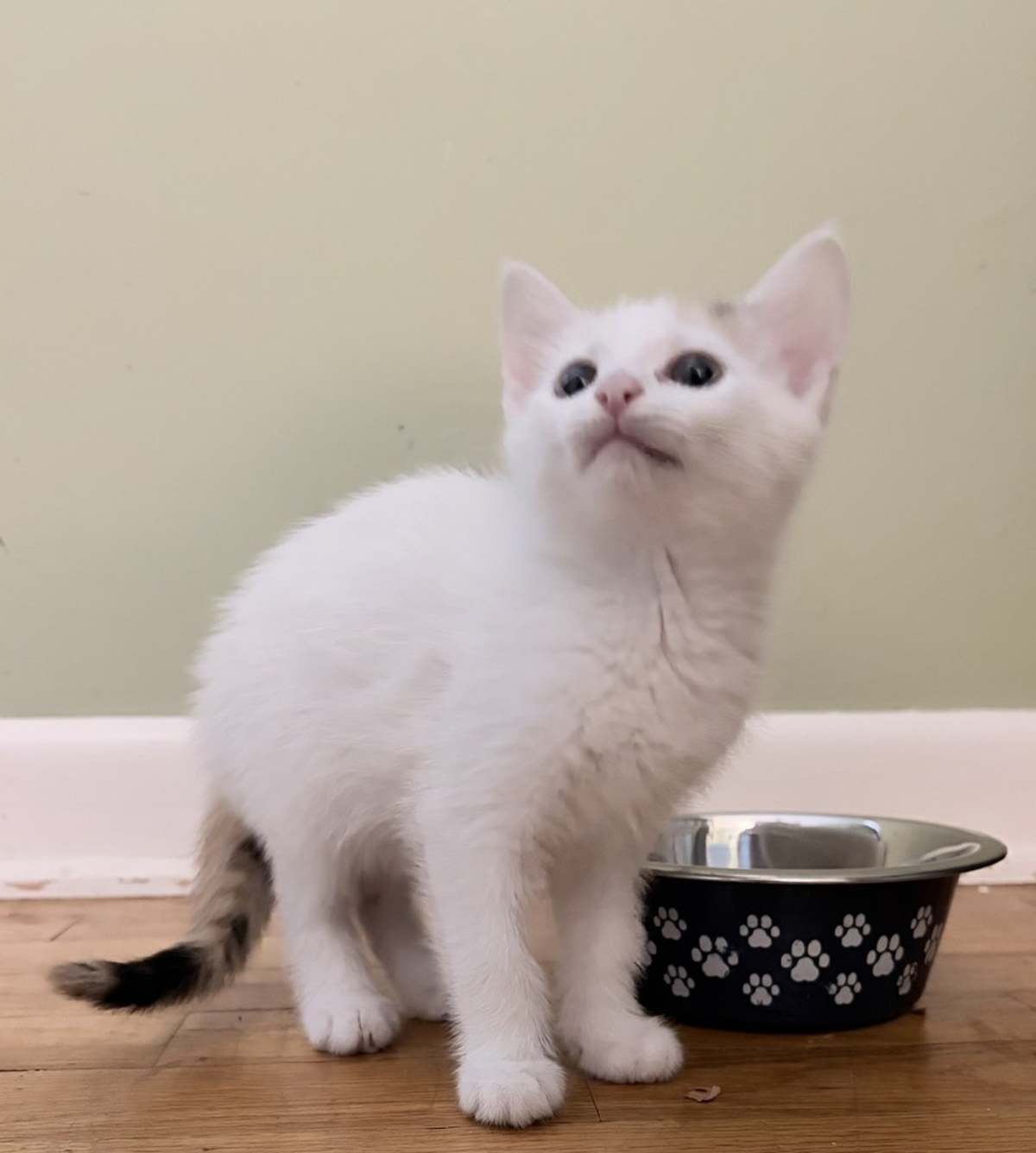 EUGENIE - Domestic Shorthair available for adoption