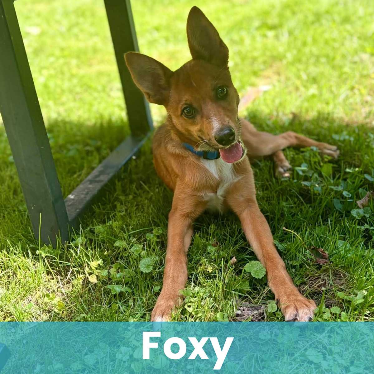 FOXY - Mixed Breed (Medium) available for adoption