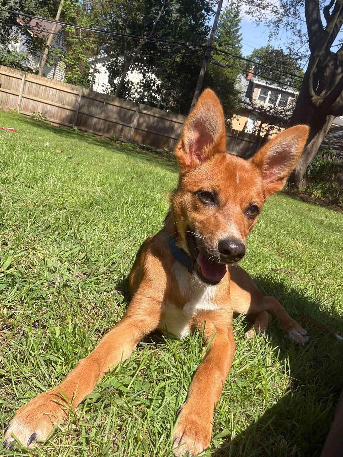 FOXY - Mixed Breed (Medium) available for adoption