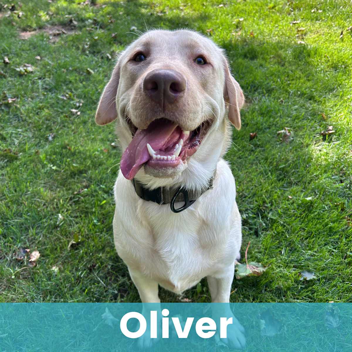 OLIVER - Labrador Retriever available for adoption