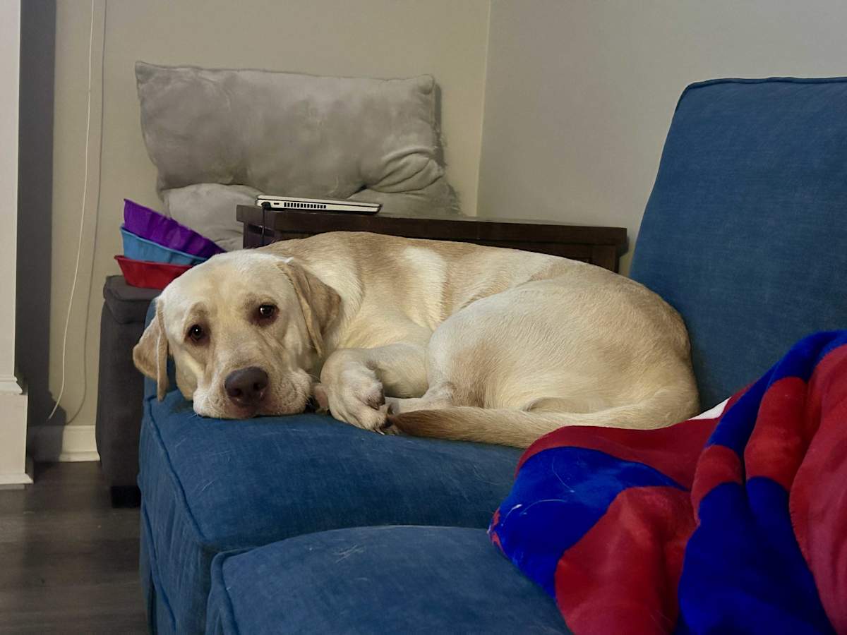 OLIVER - Labrador Retriever available for adoption