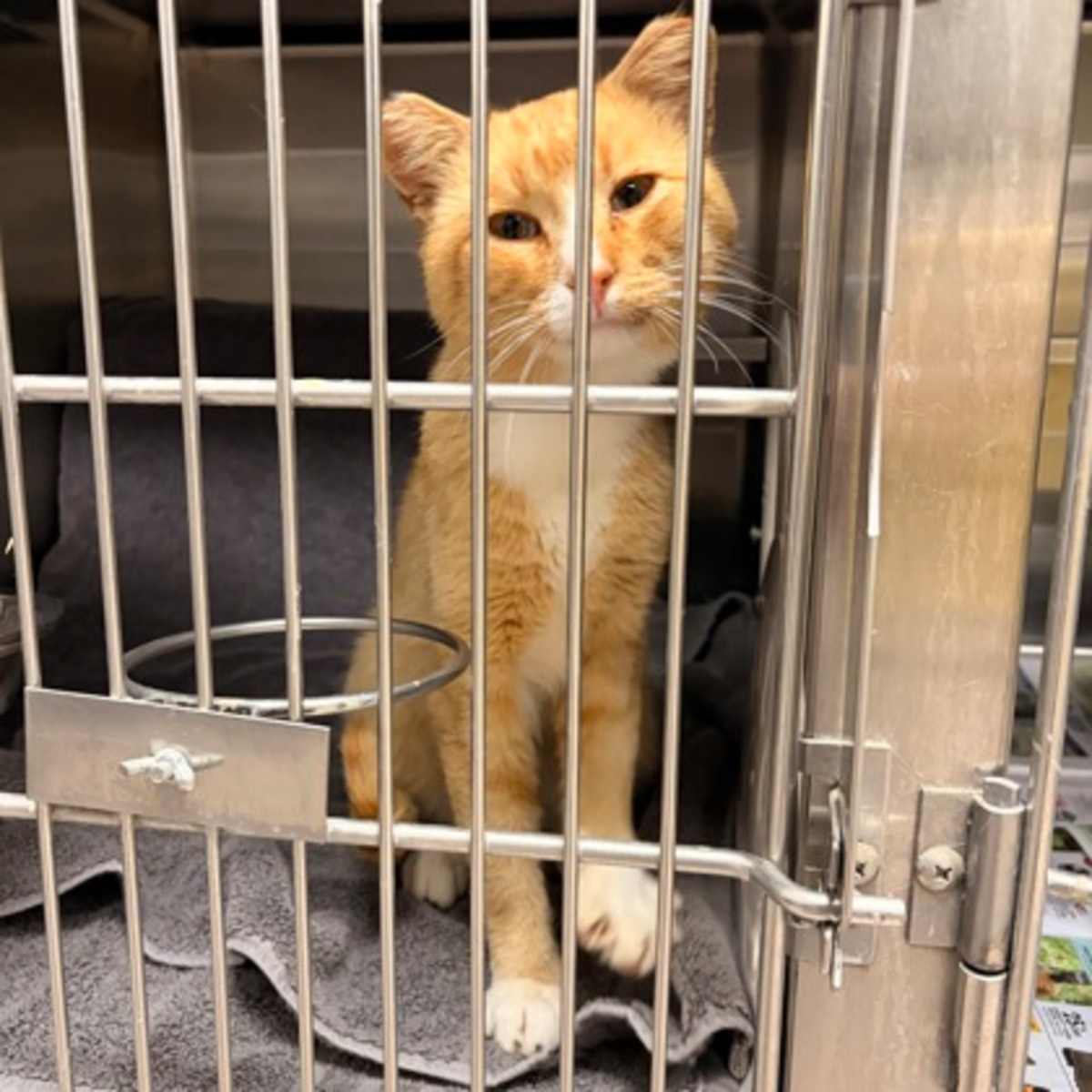 B20 - Domestic Shorthair available for adoption