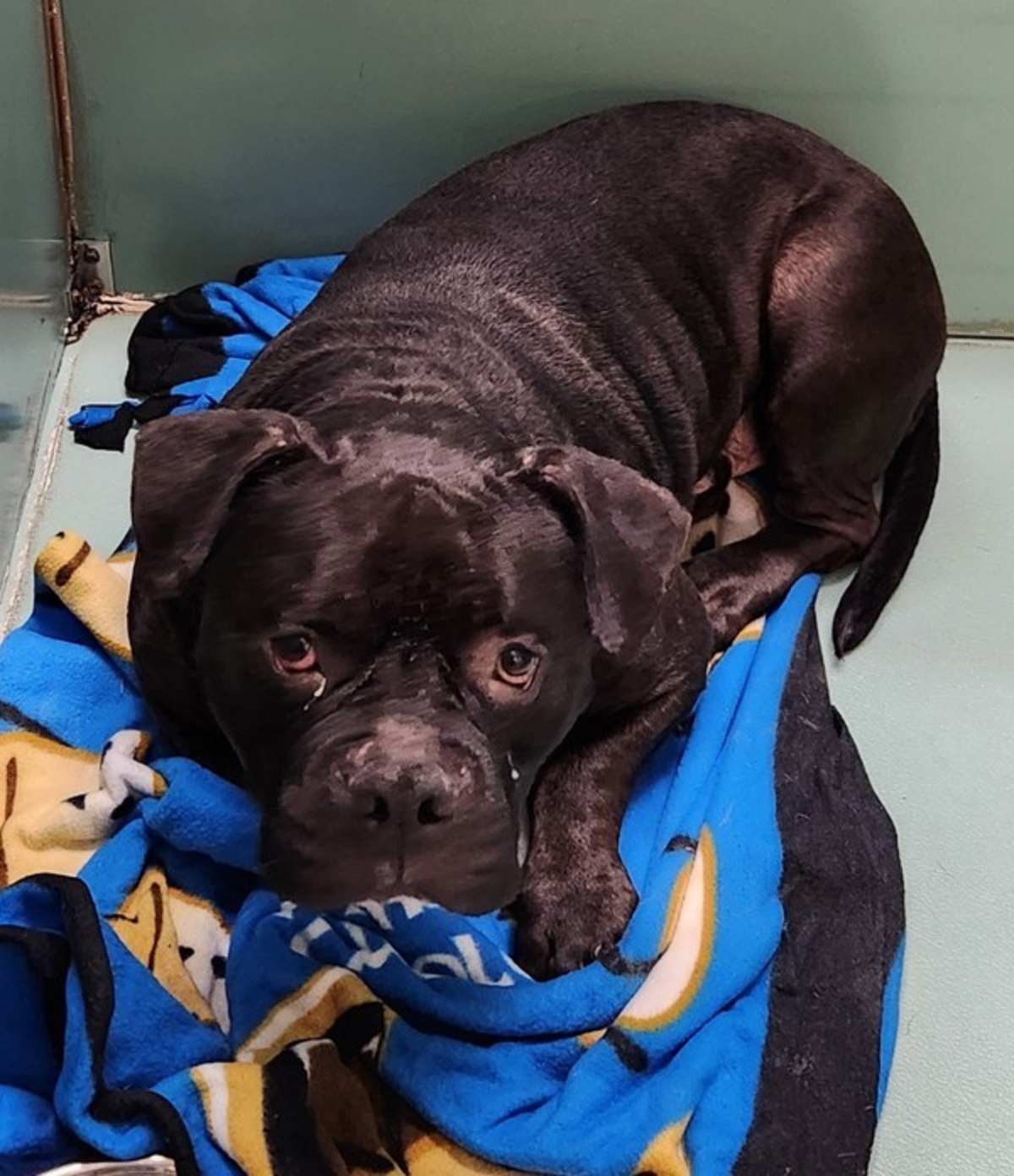EVEREST - American Bulldog available for adoption