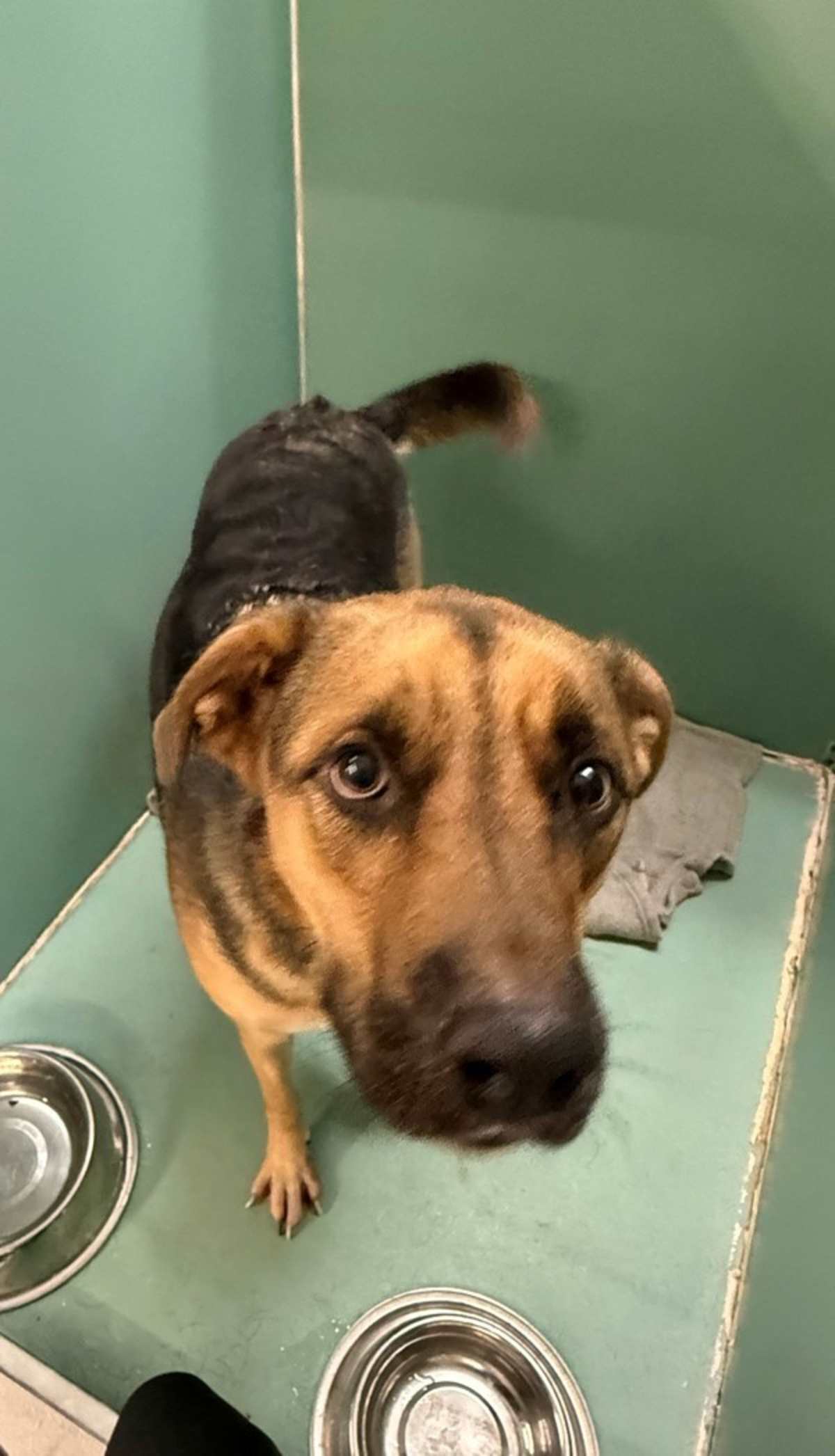 BUCKING BRONCO - German Shepherd Dog / Siberian Husky available for adoption