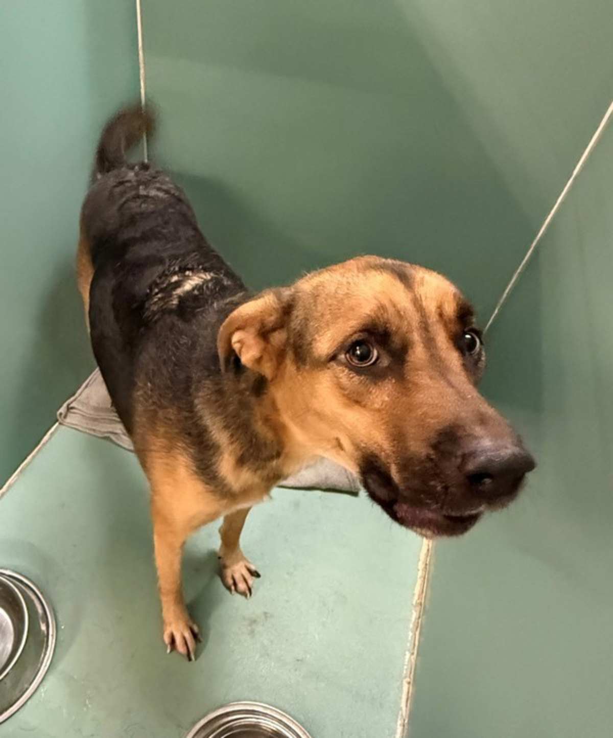 BUCKING BRONCO - German Shepherd Dog / Siberian Husky available for adoption