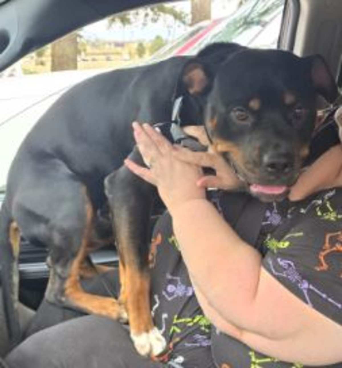 BOONE - Mixed Breed (Medium) available for adoption