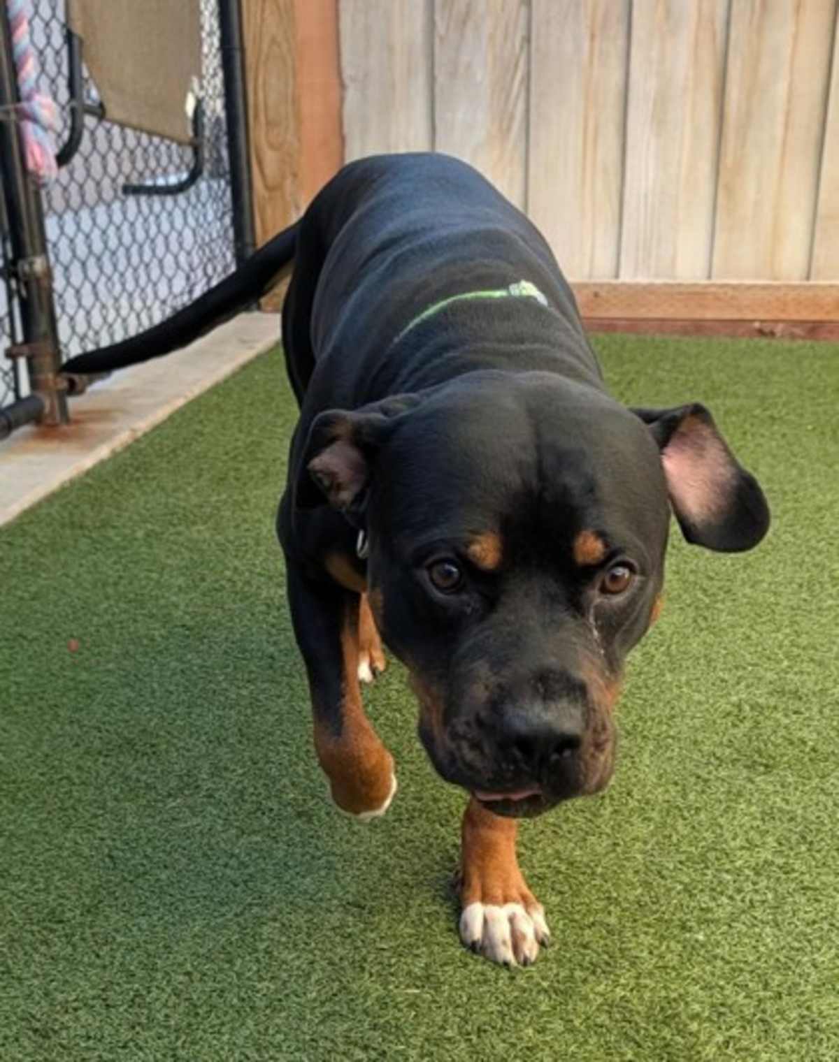 BOONE - Mixed Breed (Medium) available for adoption