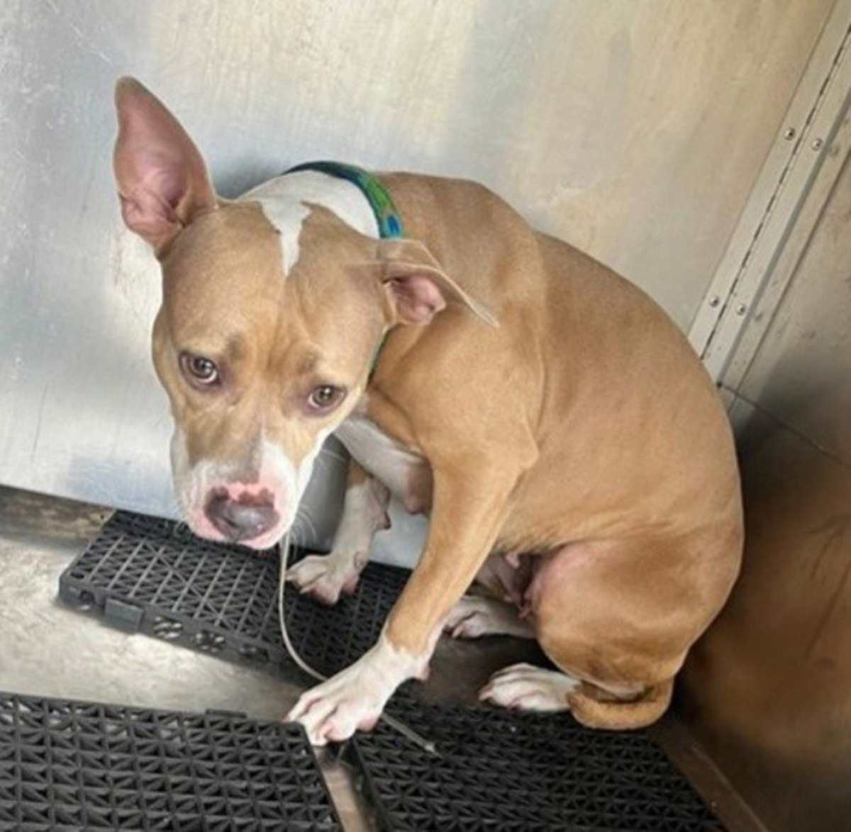 AILEEN - American Pit Bull Terrier available for adoption
