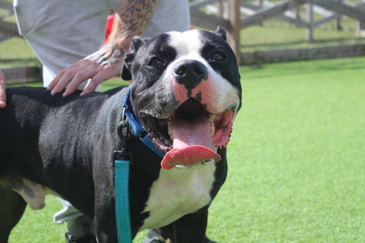 BOULDERFACE - American Bulldog available for adoption