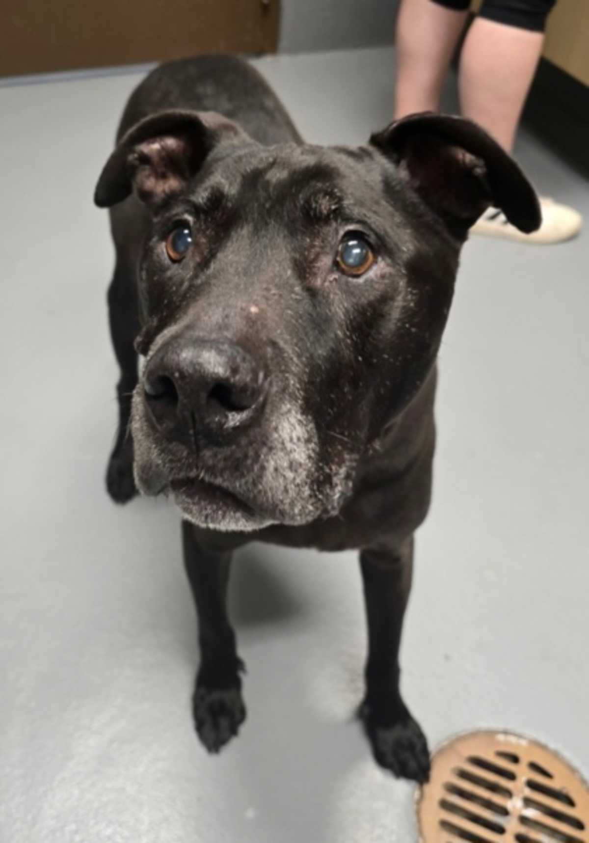 DRAKO - American Pit Bull Terrier available for adoption