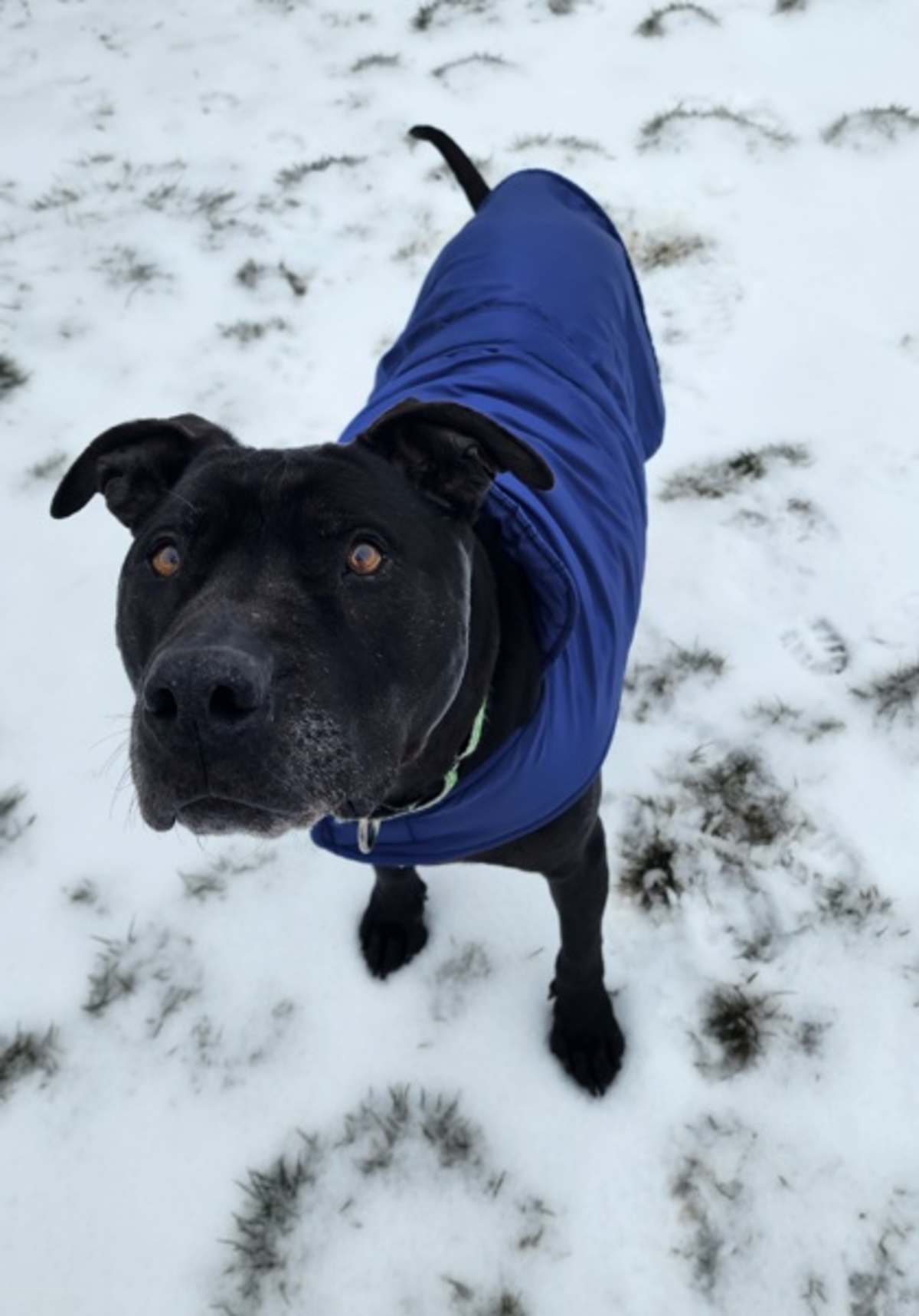 DRAKO - American Pit Bull Terrier available for adoption