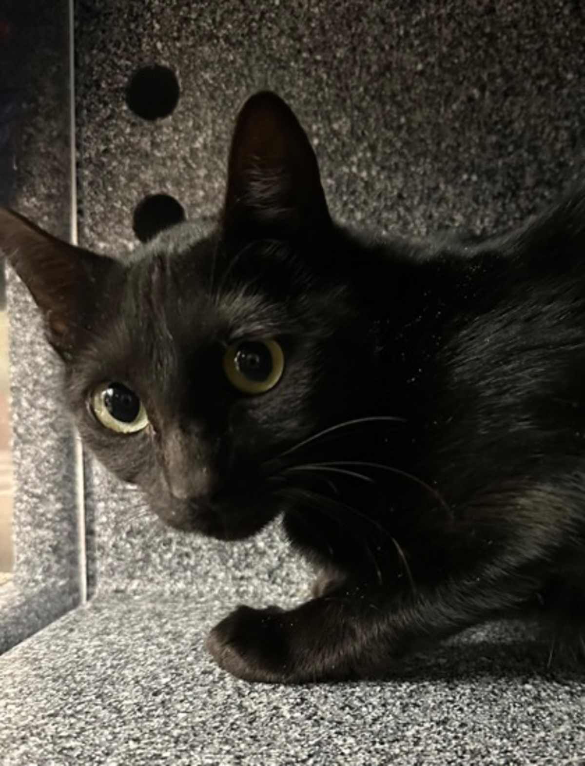 DAWN - Domestic Shorthair available for adoption
