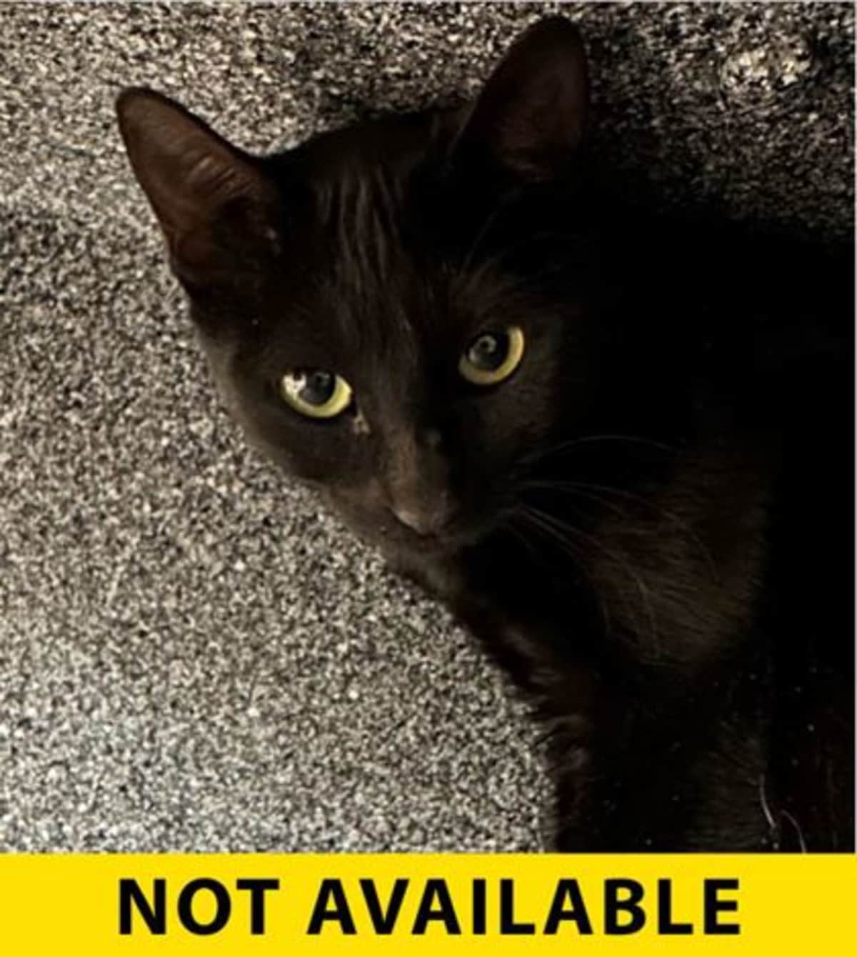 DAWN - Domestic Shorthair available for adoption