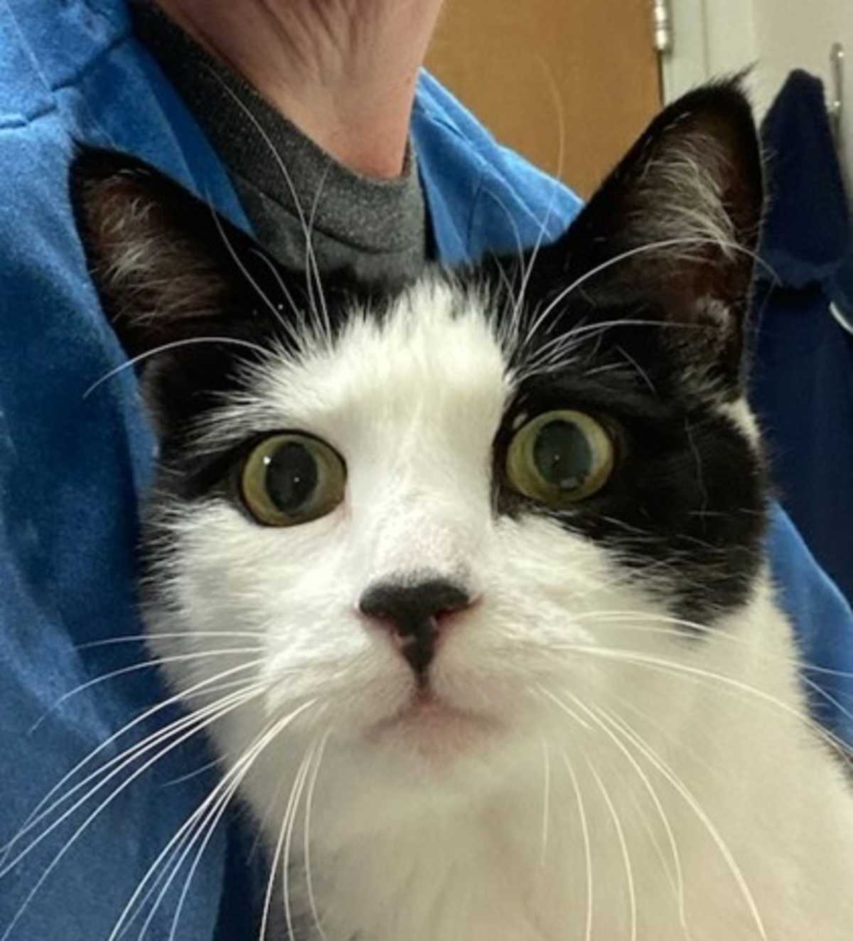 COSMO - Domestic Shorthair available for adoption