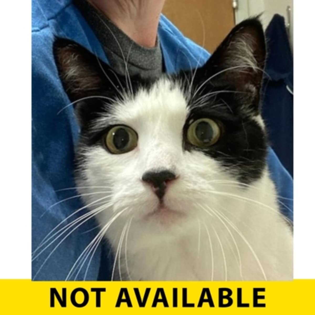 COSMO - Domestic Shorthair available for adoption