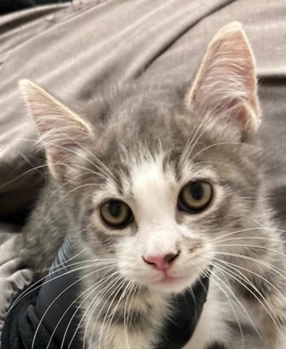 CIABATTA - Domestic Shorthair available for adoption