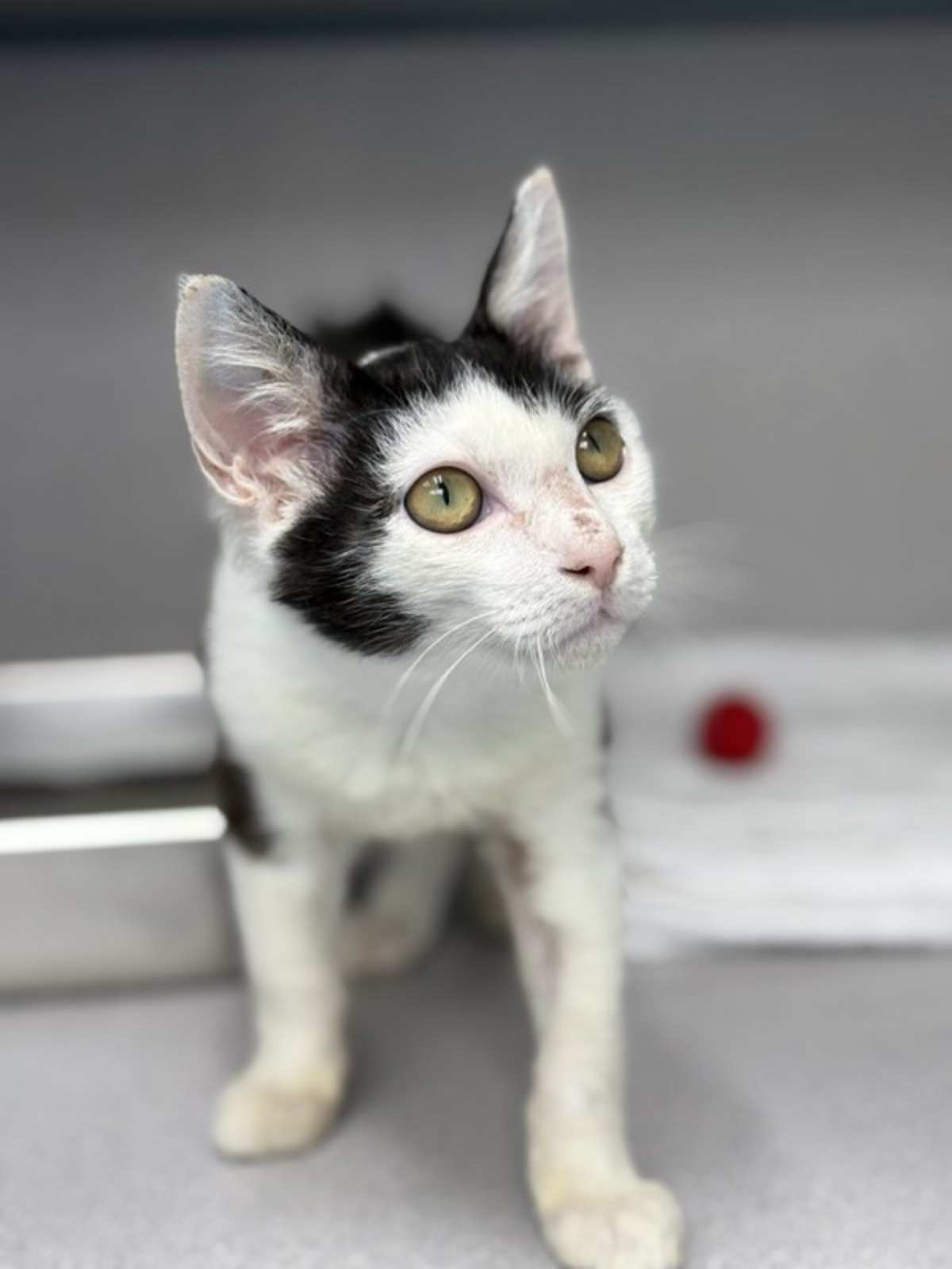 BARTLEBY - Domestic Shorthair available for adoption