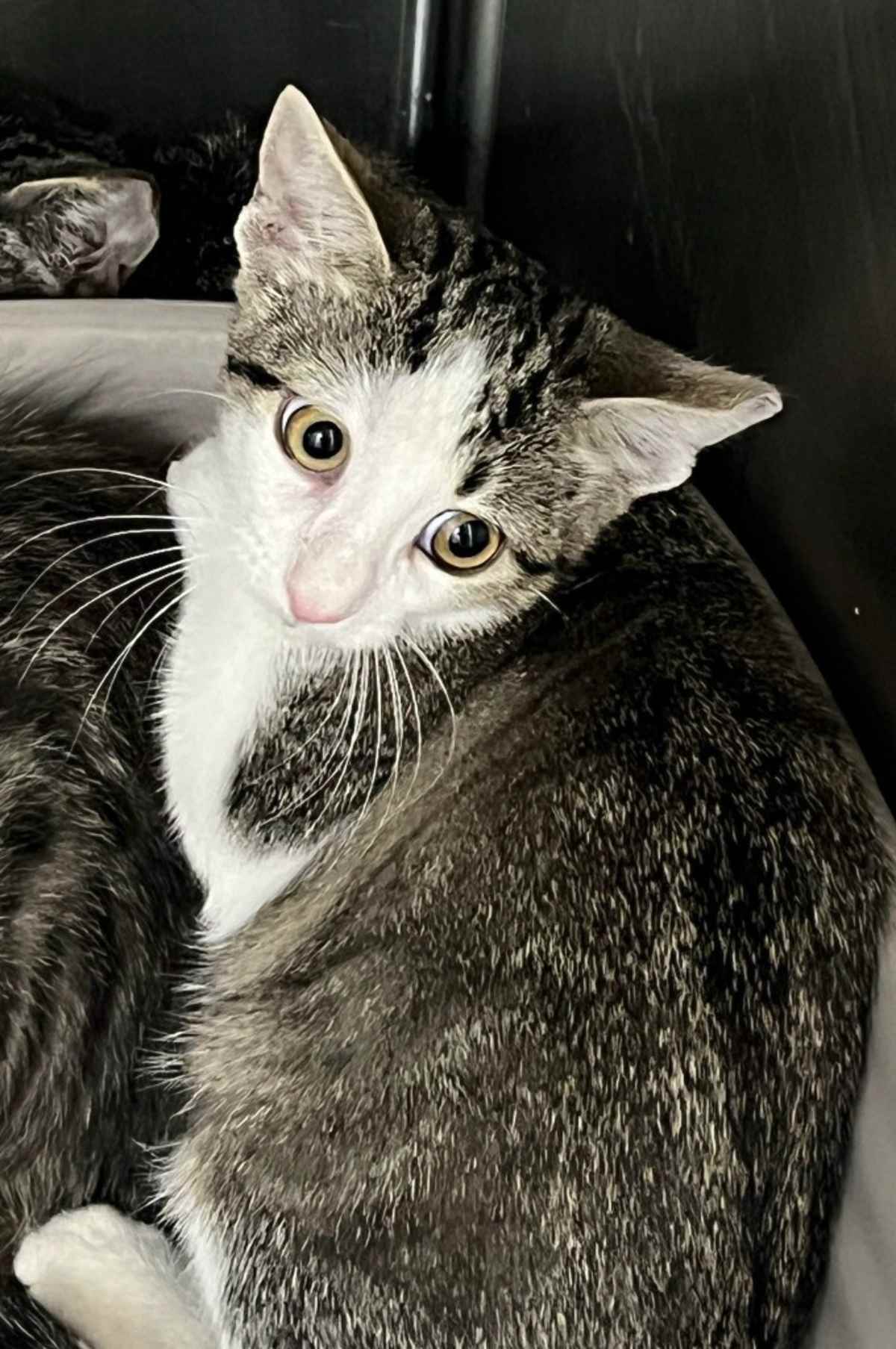 DITTO - Domestic Shorthair for adoption in Fort Worth