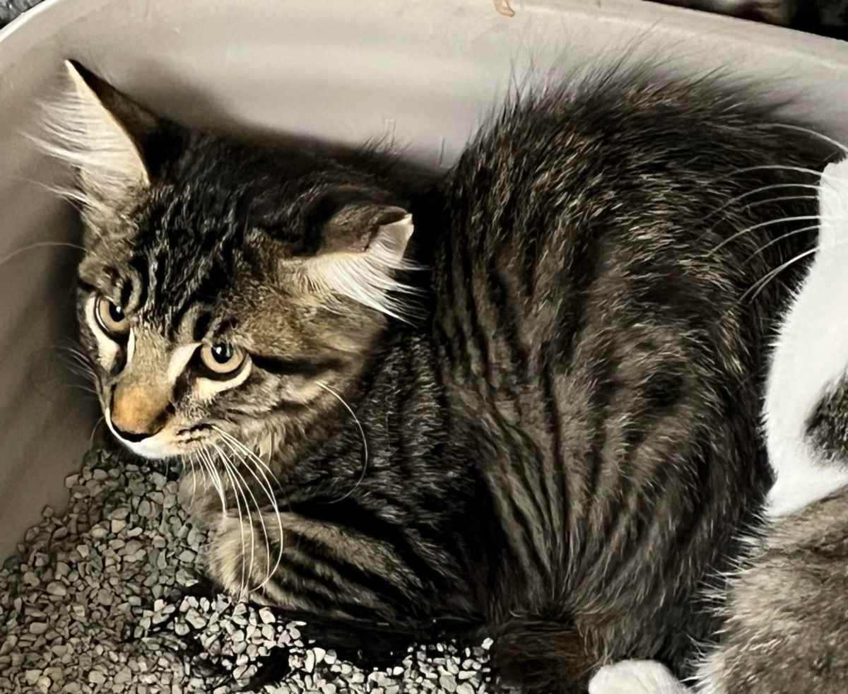 MAGNUS - Domestic Mediumhair for adoption in Fort Worth