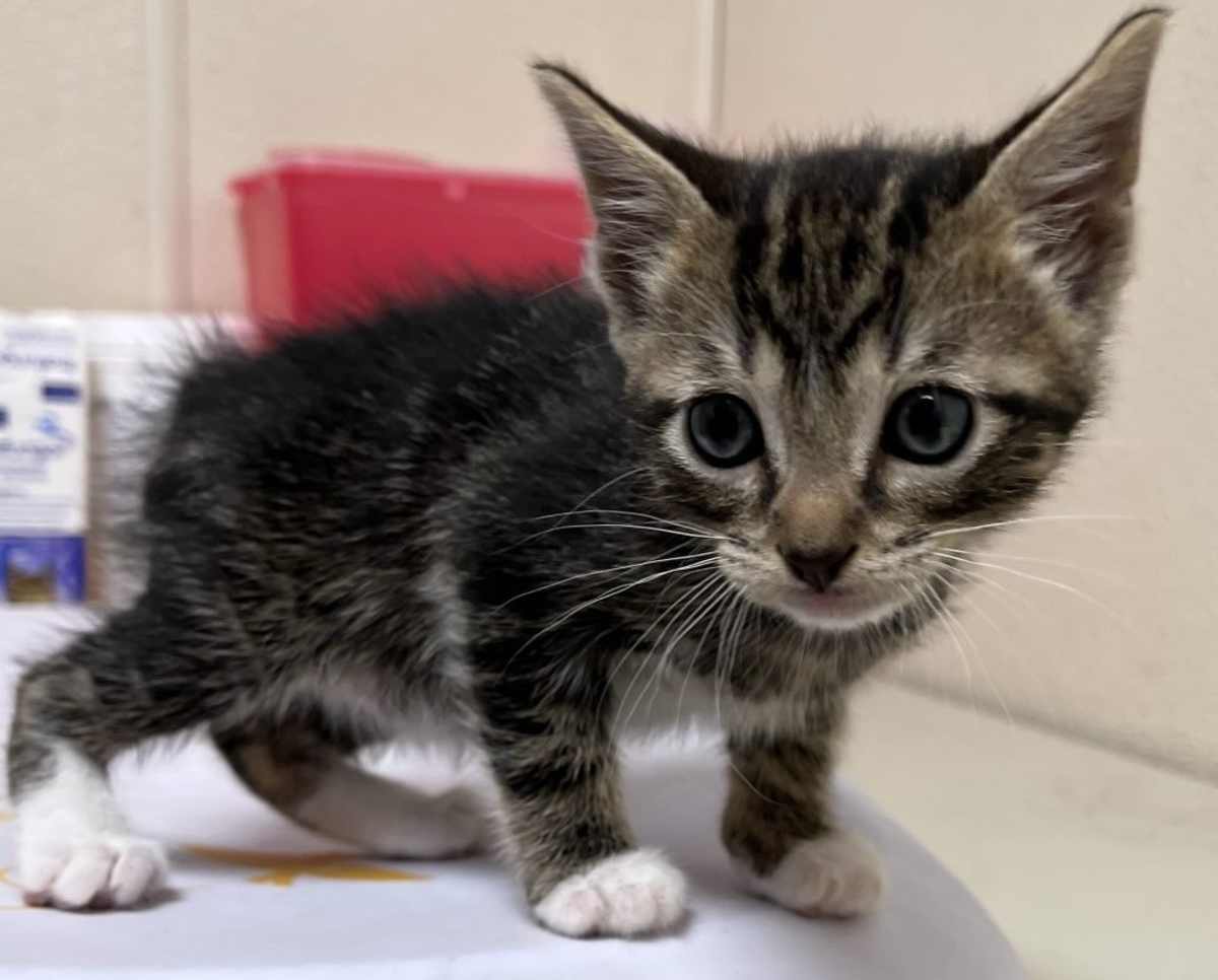 NUGGETS - Domestic Shorthair for adoption in Fort Worth