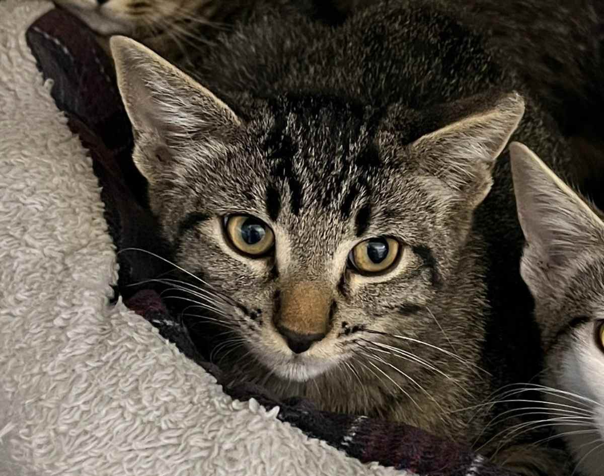 SHARPIE - Domestic Shorthair for adoption in Fort Worth