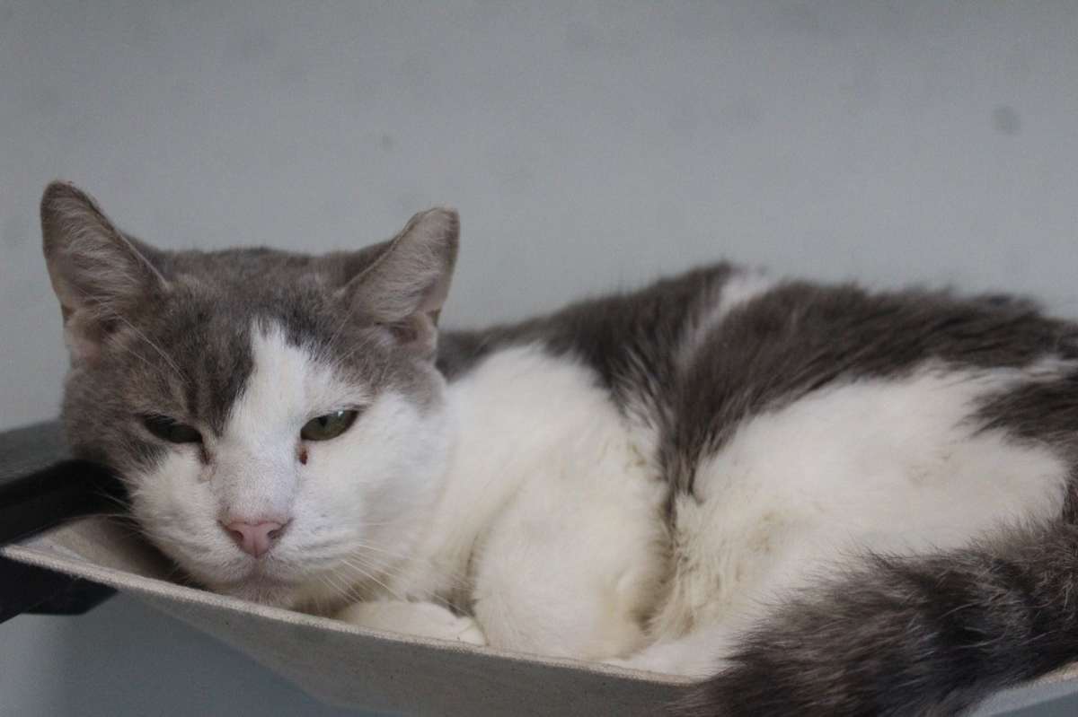 DEW - Domestic Shorthair available for adoption