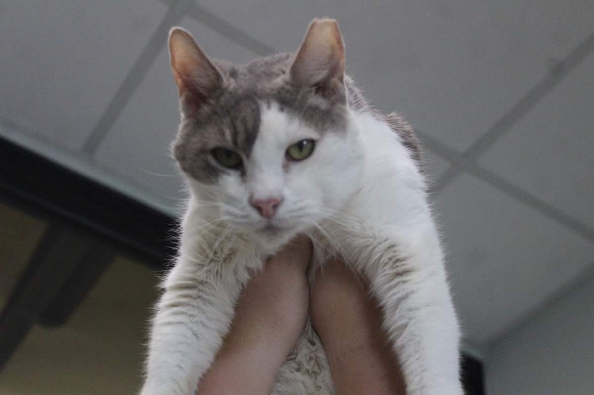 DEW - Domestic Shorthair available for adoption