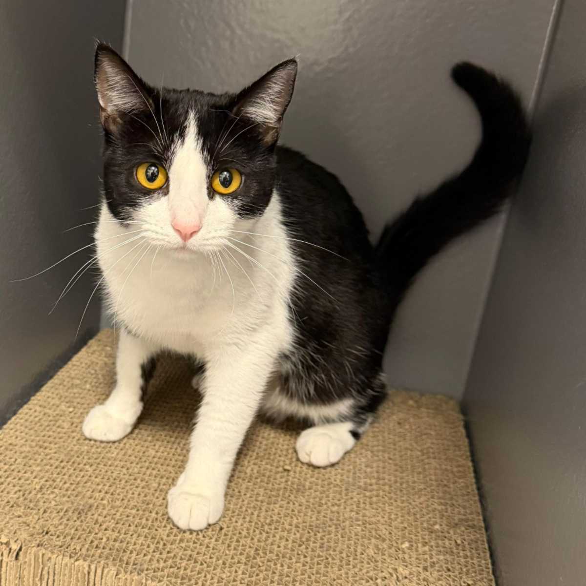 JULIE - Domestic Shorthair / Domestic Mediumhair available for adoption