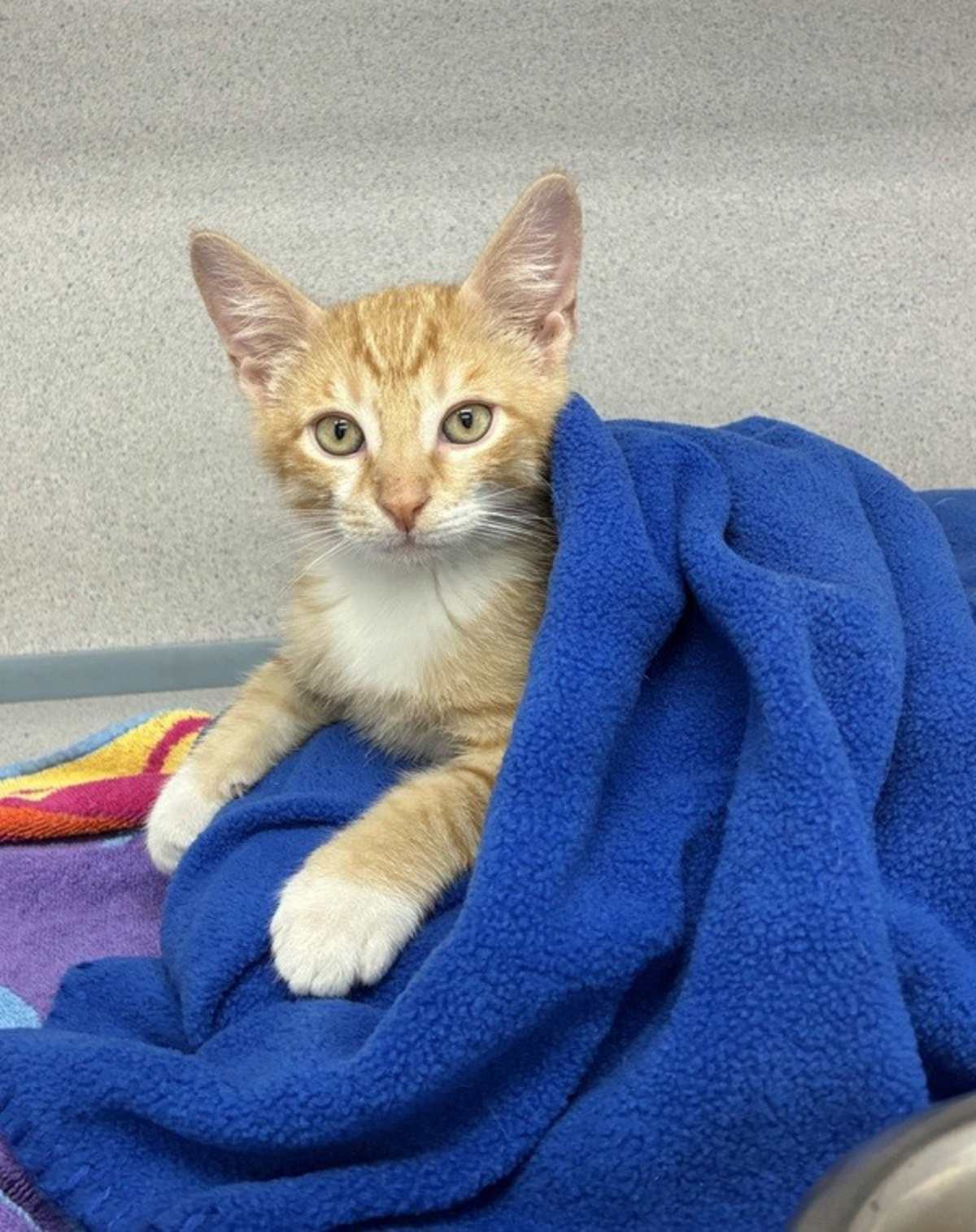 LUCKY - Domestic Shorthair available for adoption