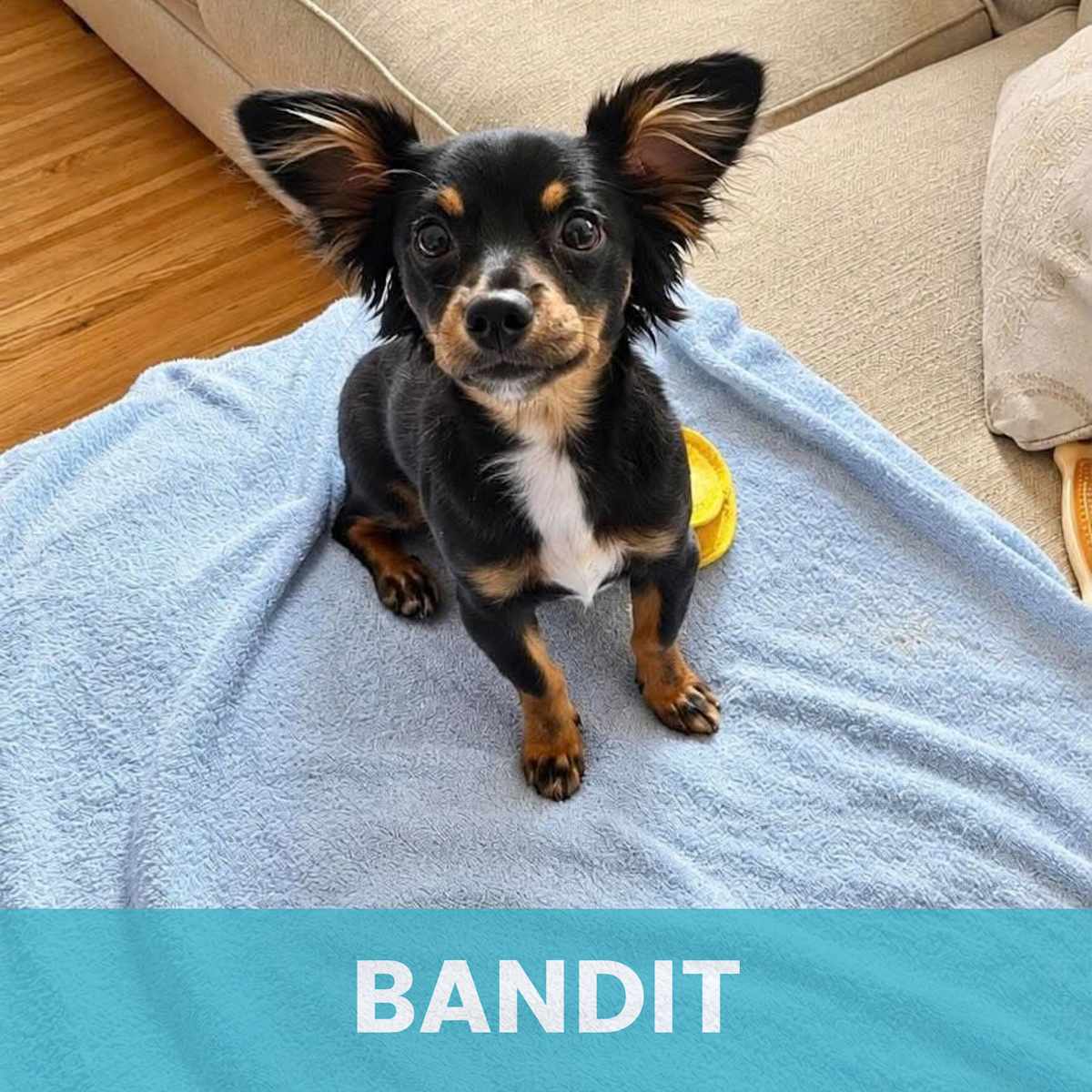 BANDIT - Mixed Breed (Small) available for adoption