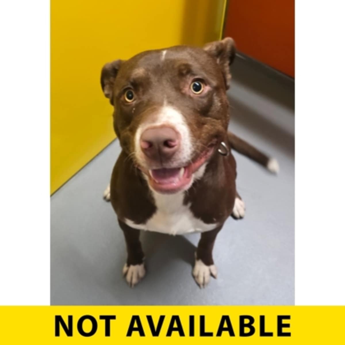 CANELO - American Pit Bull Terrier available for adoption