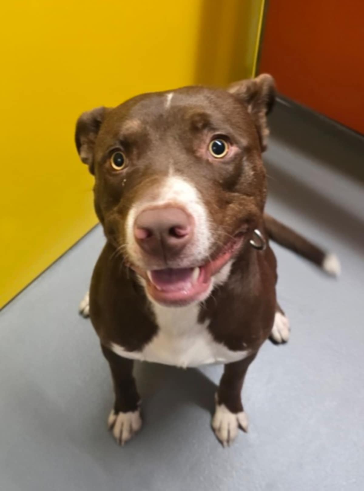 CANELO - American Pit Bull Terrier available for adoption