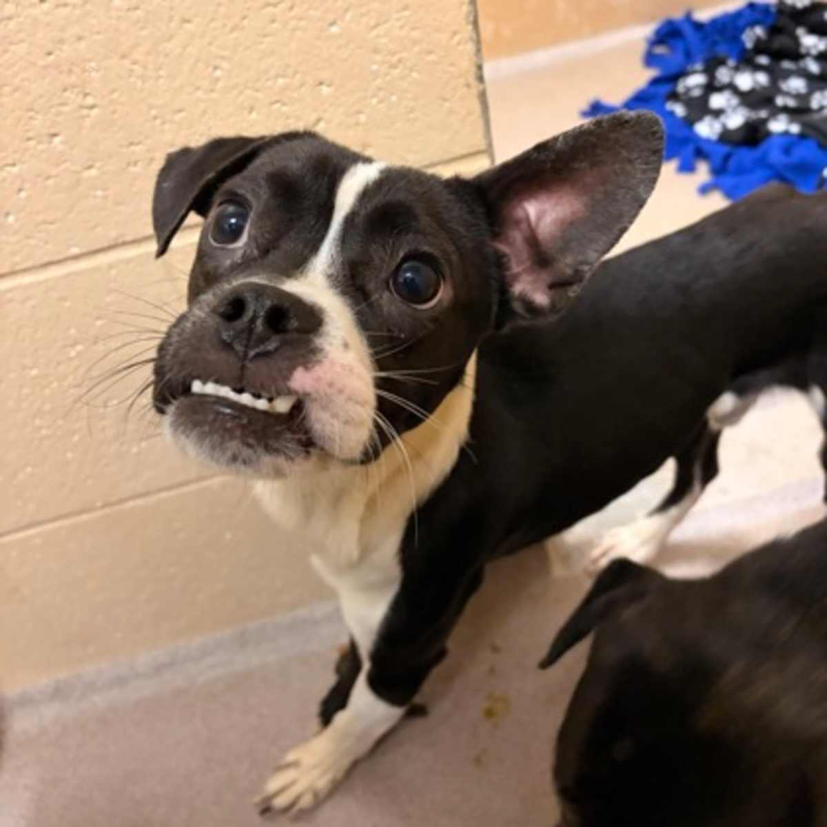 JERRY - Boston Terrier available for adoption