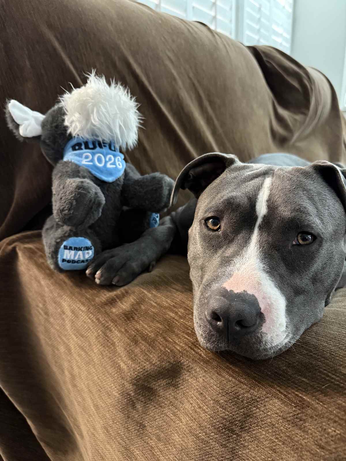 CYRUS CP - Pit Bull Terrier available for adoption