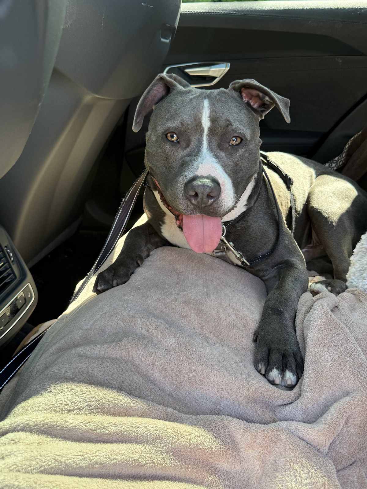 CYRUS CP - Pit Bull Terrier available for adoption
